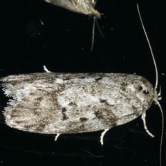 Philobota philostaura at Ainslie, ACT - 28 Nov 2019 11:33 PM