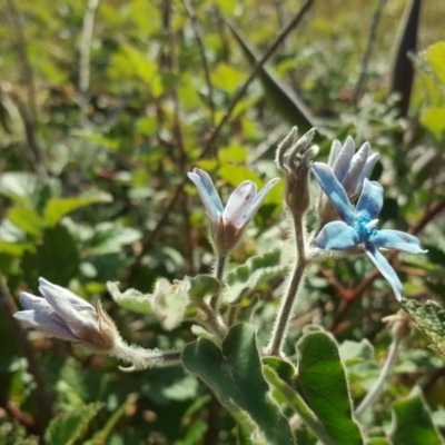 Oxypetalum coeruleum (Tweedia or Southern Star) at Isaacs Ridge - 11 May 2020 by Mike