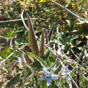 Oxypetalum coeruleum at Isaacs Ridge - 12 May 2020