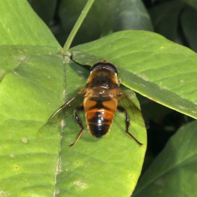 Eristalis tenax (Drone fly) at Ainslie, ACT - 27 Nov 2019 by jbromilow50