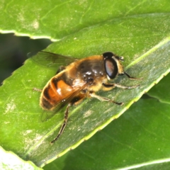 Eristalis tenax at Ainslie, ACT - 28 Nov 2019