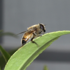 Eristalis tenax at Ainslie, ACT - 28 Nov 2019