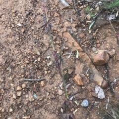 Cymbopogon refractus at Jerrabomberra, NSW - 10 May 2020