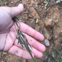 Cymbopogon refractus at Jerrabomberra, NSW - 10 May 2020