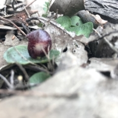 Corysanthes hispida (Bristly Helmet Orchid) at Mount Jerrabomberra - 10 May 2020 by roachie