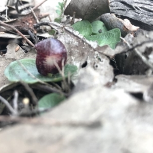 Corysanthes hispida at Jerrabomberra, NSW - 10 May 2020