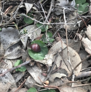 Corysanthes hispida at Jerrabomberra, NSW - 10 May 2020