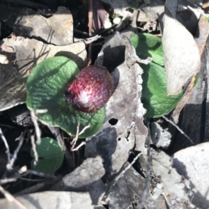 Corysanthes hispida at Jerrabomberra, NSW - 10 May 2020