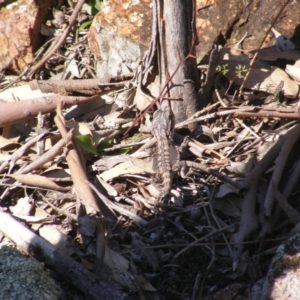 Pogona barbata at Deakin, ACT - 3 May 2020