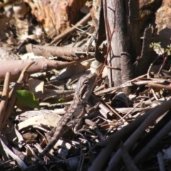 Pogona barbata at Deakin, ACT - 3 May 2020