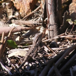 Pogona barbata at Deakin, ACT - 3 May 2020