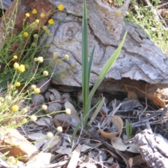 Dianella sp. aff. longifolia (Benambra) (Pale Flax Lily, Blue Flax Lily) at Deakin, ACT - 3 May 2020 by MichaelMulvaney