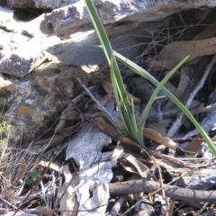 Dianella sp. aff. longifolia (Benambra) at Deakin, ACT - 3 May 2020 02:53 PM