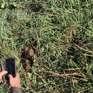 Lepus capensis at Curtin, ACT - 12 May 2020