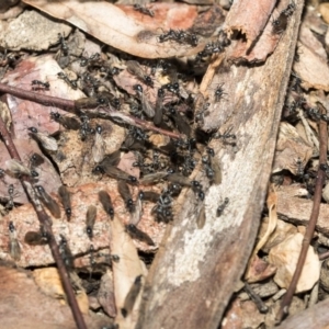 Iridomyrmex mayri at Bruce, ACT - 5 May 2020