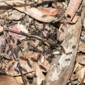 Iridomyrmex mayri at Bruce, ACT - 5 May 2020