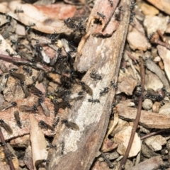 Iridomyrmex mayri at Bruce, ACT - 5 May 2020