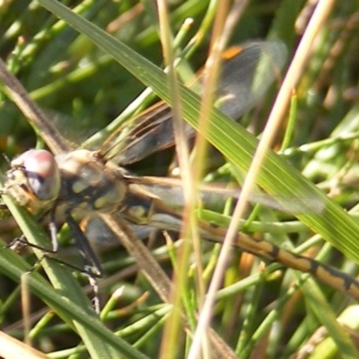 Hemicordulia tau (Tau Emerald) at Bass Gardens Park, Griffith - 5 May 2020 by MichaelMulvaney