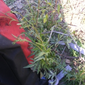 Bidens subalternans at Chifley, ACT - 11 May 2020