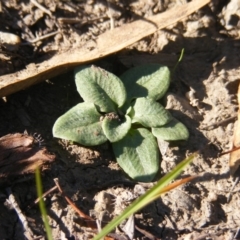 Diplodium sp. at Kambah, ACT - 11 May 2020