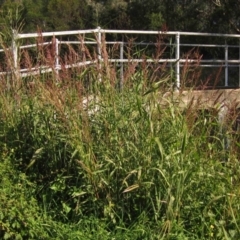 Sorghum halepense (Johnson Grass) at Macgregor, ACT - 6 May 2020 by pinnaCLE