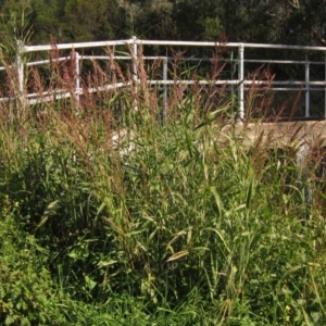 Sorghum halepense at Macgregor, ACT - 6 May 2020