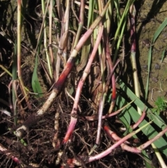 Sorghum halepense at Macgregor, ACT - 6 May 2020