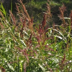 Sorghum halepense at Macgregor, ACT - 6 May 2020