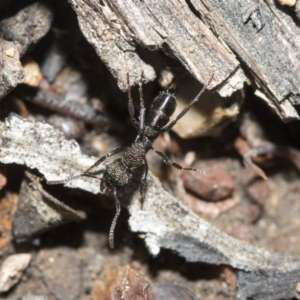 Rhytidoponera metallica at Bruce, ACT - 5 May 2020