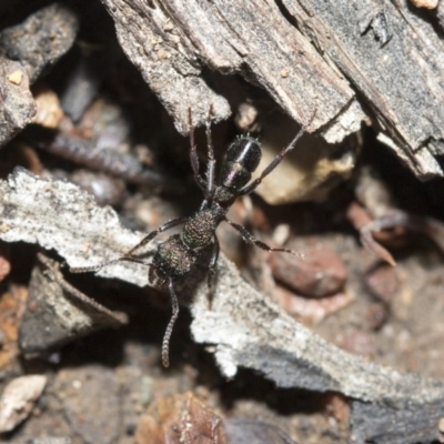 Rhytidoponera metallica (Greenhead ant) at Bruce, ACT - 5 May 2020 by AlisonMilton