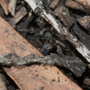 Rhytidoponera metallica at Bruce, ACT - 5 May 2020