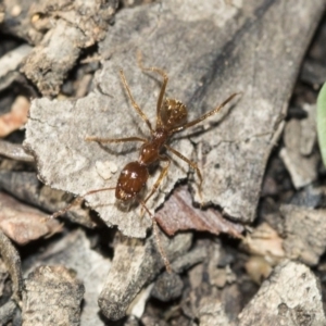 Aphaenogaster longiceps at Point 5828 - 5 May 2020 09:53 AM