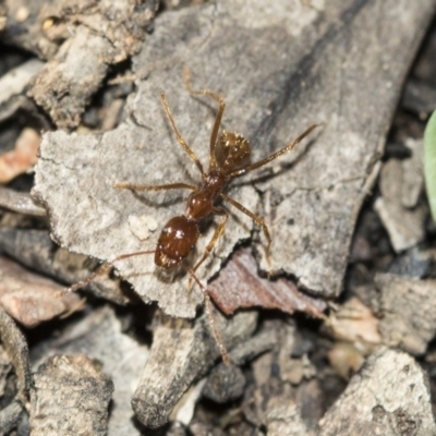 Aphaenogaster longiceps (Funnel ant) at Gossan Hill - 4 May 2020 by AlisonMilton