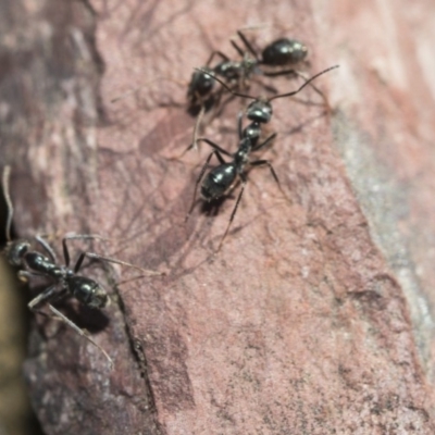 Iridomyrmex mayri at Bruce, ACT - 5 May 2020 by AlisonMilton