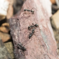 Iridomyrmex mayri at Bruce, ACT - 5 May 2020