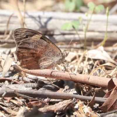 Heteronympha merope (Common Brown Butterfly) at Dunlop, ACT - 27 Feb 2020 by AlisonMilton