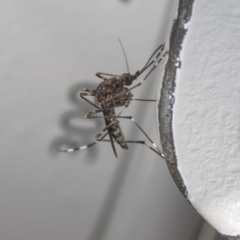 Culicidae (family) (A mosquito) at Bruce, ACT - 5 May 2020 by AlisonMilton
