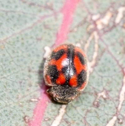 Rodolia cardinalis (Vedalia Beetle or Cardinal Ladybird) at Woodstock Nature Reserve - 12 May 2020 by Roger