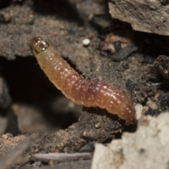 Lepidoptera unclassified IMMATURE moth at Bruce Ridge to Gossan Hill - 5 May 2020 by AlisonMilton