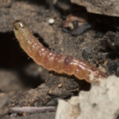 Lepidoptera unclassified IMMATURE at Bruce, ACT - 5 May 2020 12:11 PM