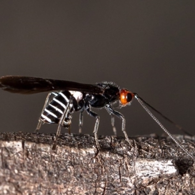 Callibracon capitator (White Flank Black Braconid Wasp) at Woodstock Nature Reserve - 12 May 2020 by Roger