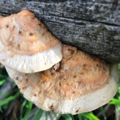 Truncospora ochroleuca at Dunlop, ACT - 8 May 2020 by Jar