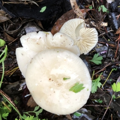 Lepiota s.l. at Hughes, ACT - 29 Apr 2020 by ruthkerruish