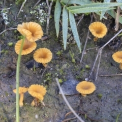 Lichenomphalia chromacea (Yellow Navel) at Bruce, ACT - 4 May 2020 by Alison Milton