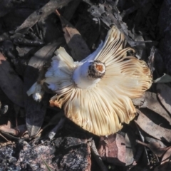 Russula sp. (Russula) at Gossan Hill - 4 May 2020 by Alison Milton