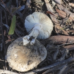 zz agaric (stem; gills white/cream) at Gossan Hill - 4 May 2020 by AlisonMilton
