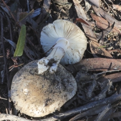 zz agaric (stem; gills white/cream) at Bruce, ACT - 5 May 2020 by AlisonMilton