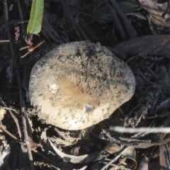 zz agaric (stem; gills white/cream) at Bruce, ACT - 5 May 2020 09:25 AM