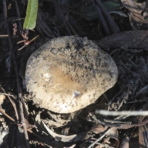 zz agaric (stem; gills white/cream) at Bruce, ACT - 5 May 2020 09:25 AM