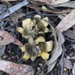 Scleroderma sp. (Scleroderma) at Bruce, ACT - 5 May 2020 by Alison Milton